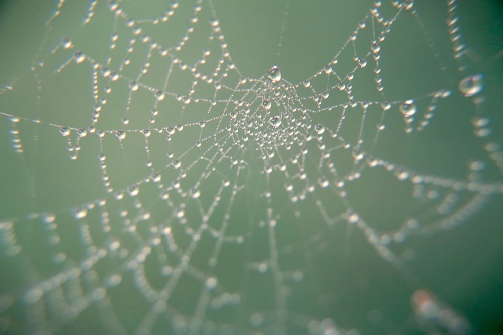 Dew drops on a spider's web