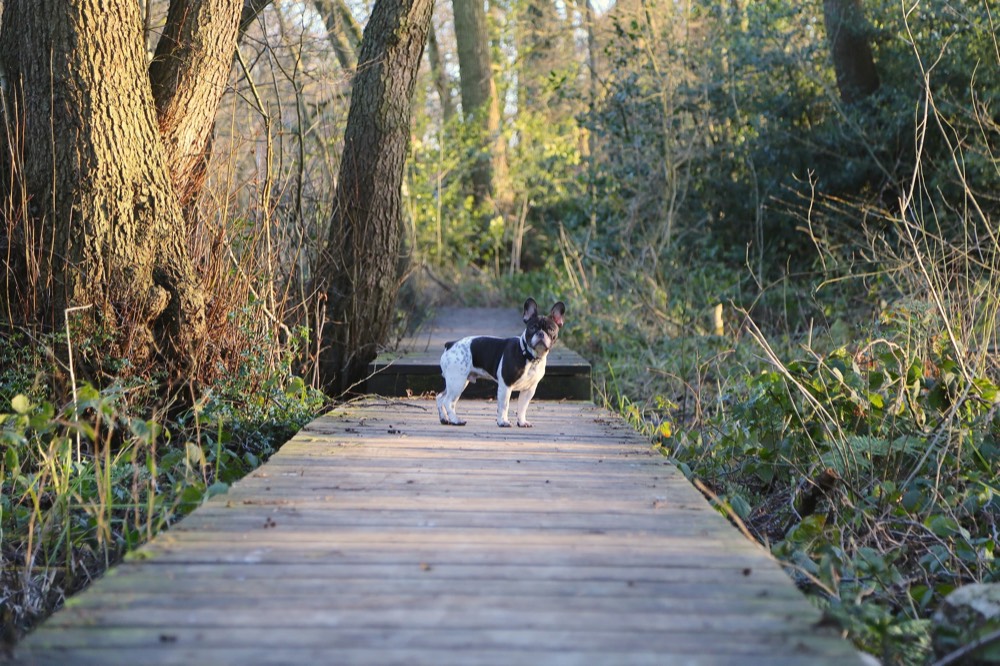 A dog on a wooden boardwalk through woodland