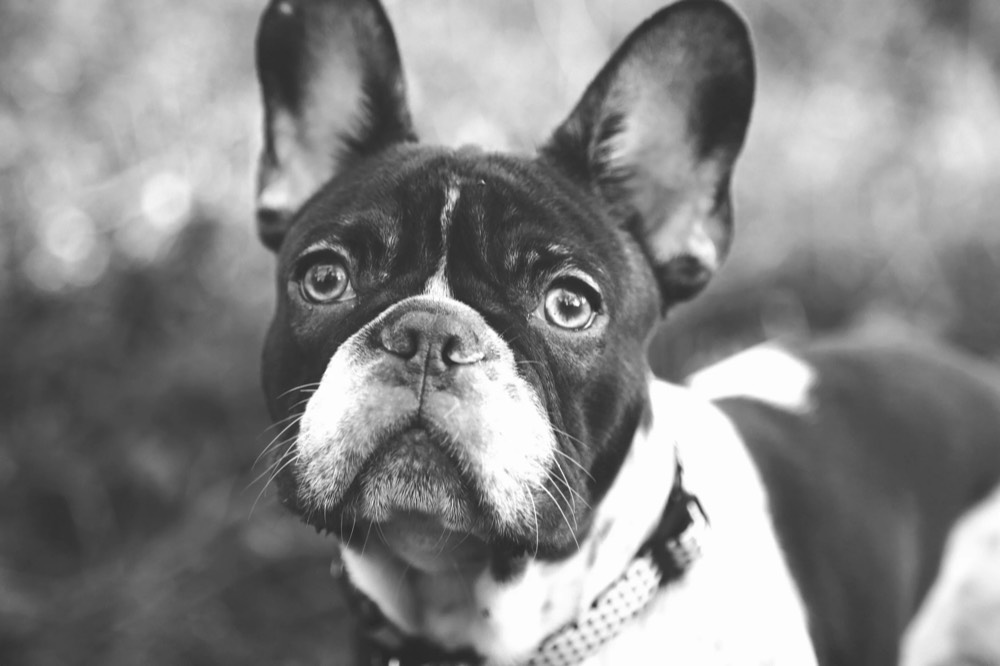 A French bulldog portrait in black and white