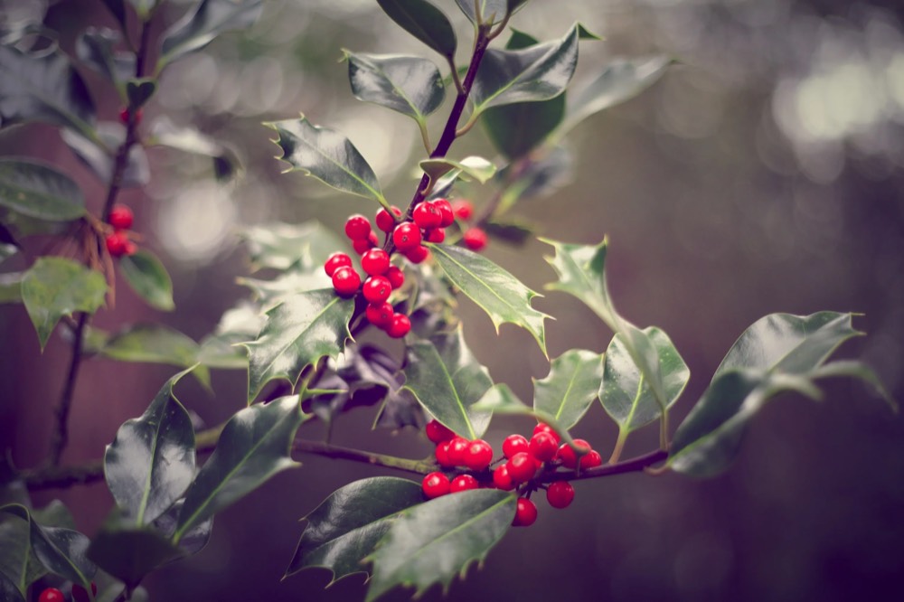 Holly berries on a branch